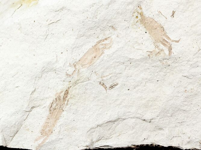 Four Fossil Pea Crabs (Pinnixa) From California - Miocene #57511